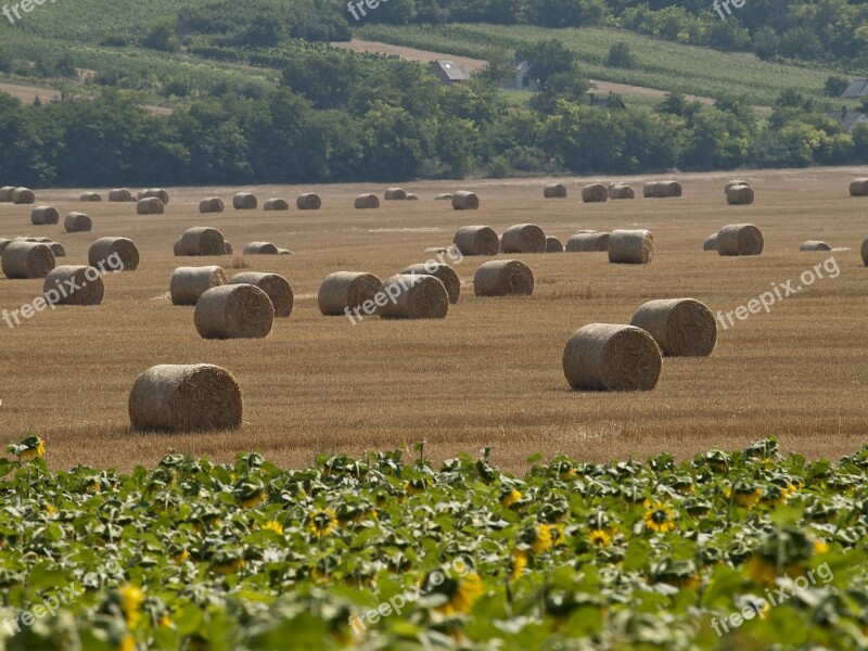 Straw Bale Sunflower Summer Free Photos