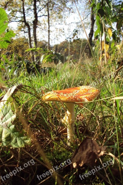 Mushroom Red Fly Agaric Nature Gnome Free Photos