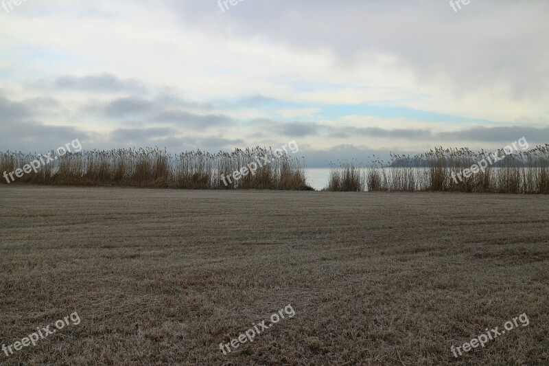 Frost Hoarfrost Mood Meadow Reed