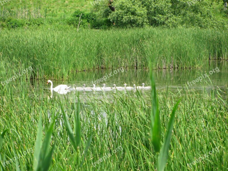 Swan Swan Family Water Pond Animal