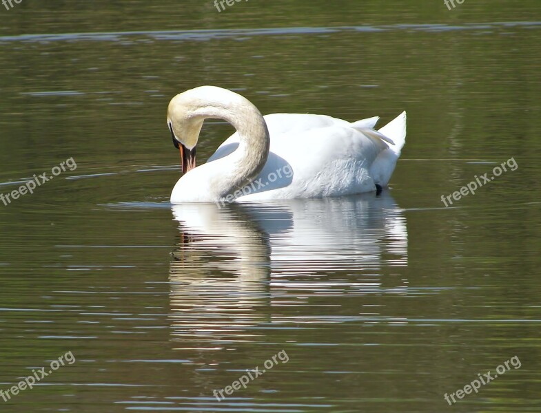 Swan Water Pond Animal Nature