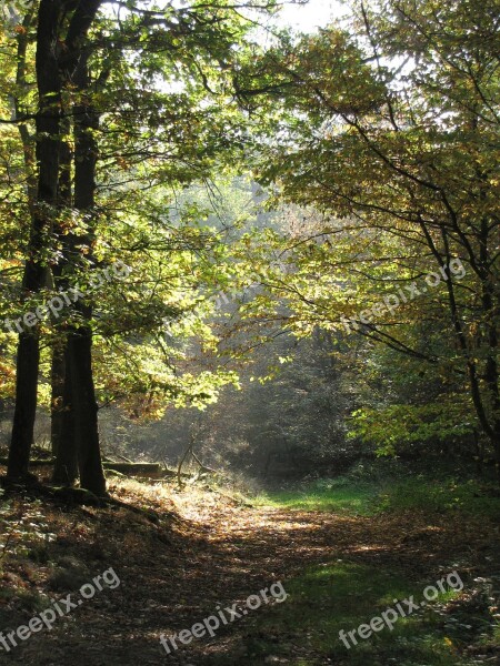 Forest Away Forest Path Trees Leaves