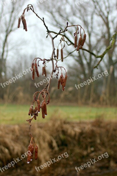 Hazelnut Seeds Bud Shoots Drop Of Water