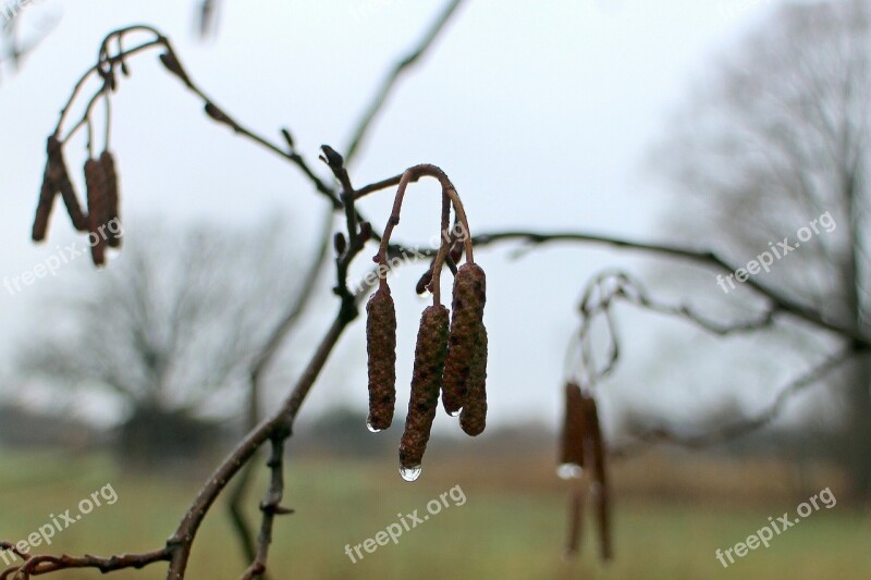 Hazelnut Seeds Bud Shoots Drop Of Water