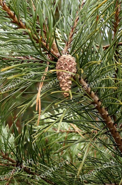 Pine Needles Pine Needles Tap Pine Cones