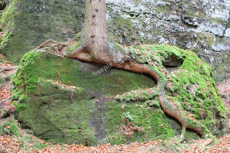 Tree Root Overgrown Nature Trees