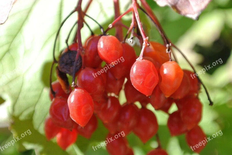 Berries Red Rowanberries Nature Bush