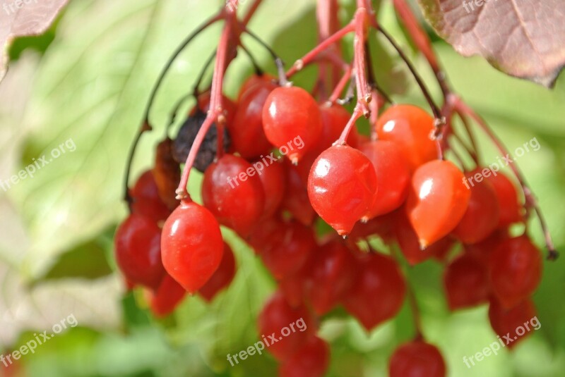 Berries Red Rowan Nature Bush