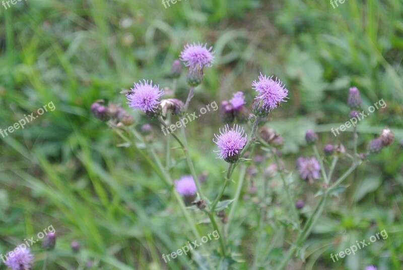 Thistle Purple Blossom Bloom Spring