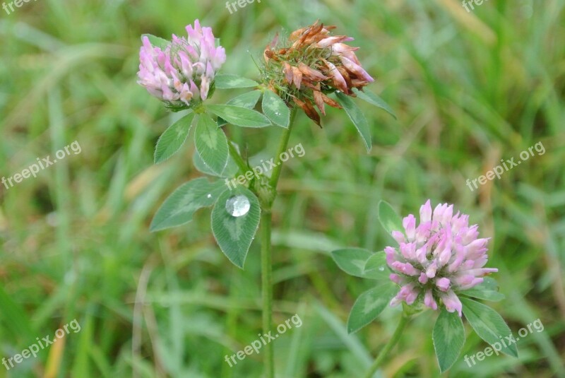 Clover Flower Klee Grass Flower Meadow Green