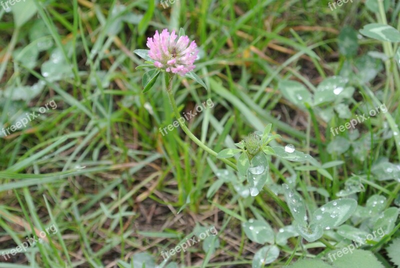 Klee Clover Flower Grass Flower Meadow Green