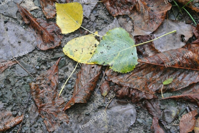 Leaves Autumn Dirt Mud Brown