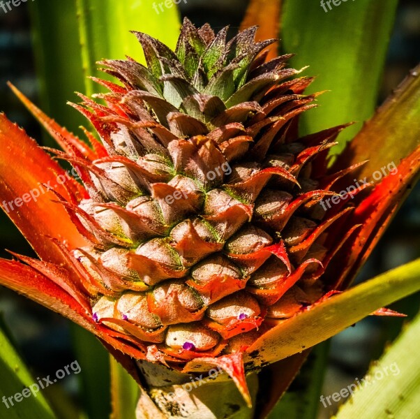 Young Pineapple Pineapple Fruit Free Photos