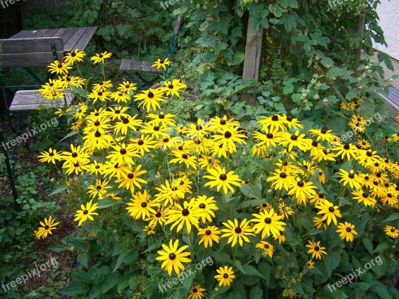 Coneflower Rudbeckia Fulgida Blossom Bloom Yellow