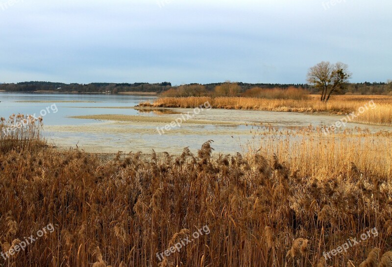 Eco System Reed Marsh Plant Live Habitat