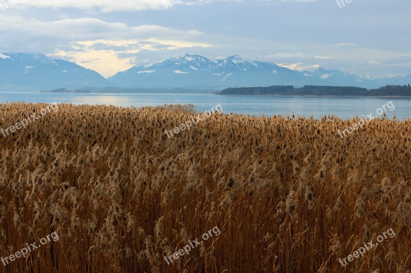 Eco System Reed Marsh Plant Live Habitat