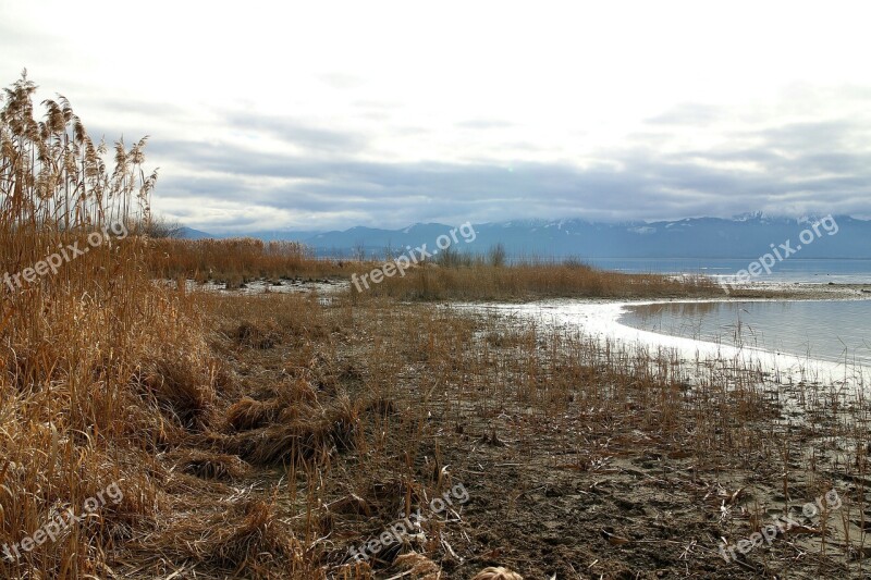 Eco System Reed Marsh Plant Live Habitat