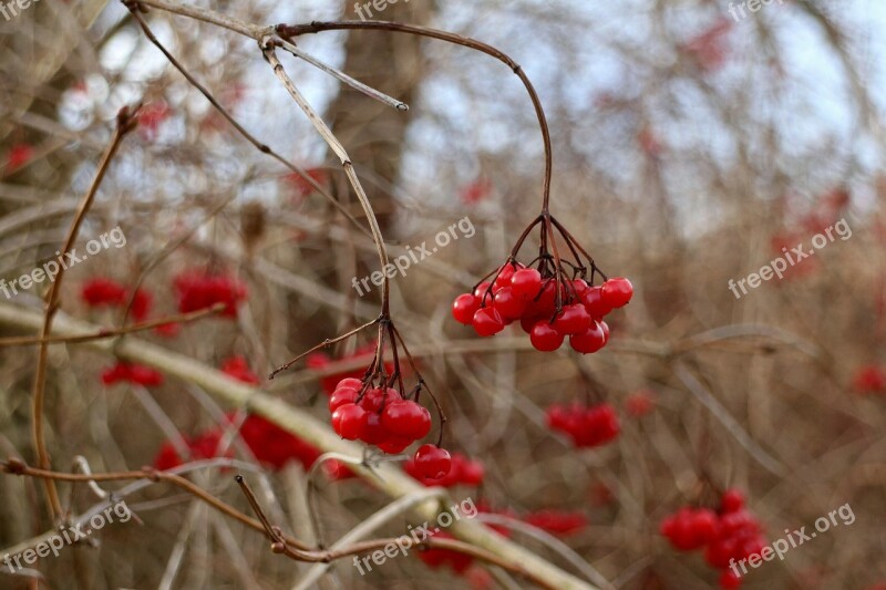 Berries Berry Red Bush Red Berry