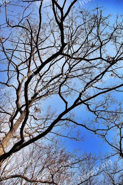 Wood In The Forest Sky Free Photos