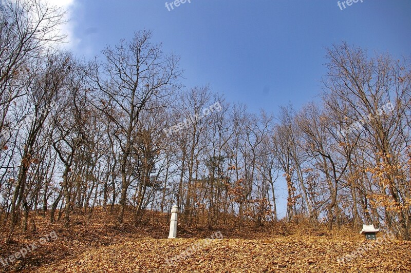 Tomb Gravestone Wood Forest Free Photos