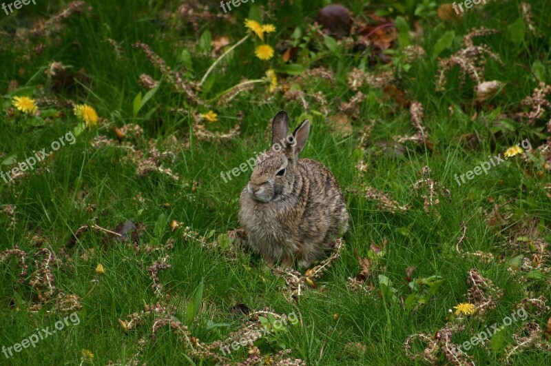 Hare Rabbit Bunny Gray Spring