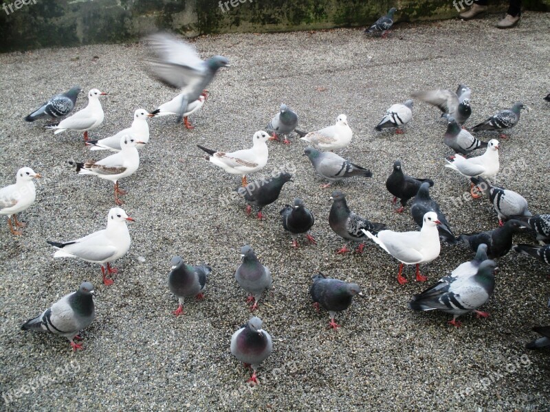 Birds Gulls Pigeons Flock Of Birds White