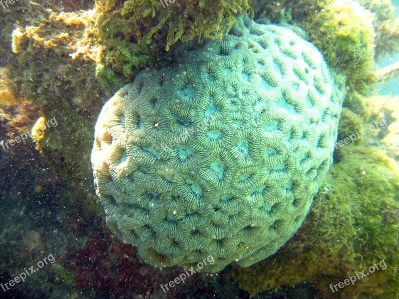 Coral Mar Bahia Ocean Brazil