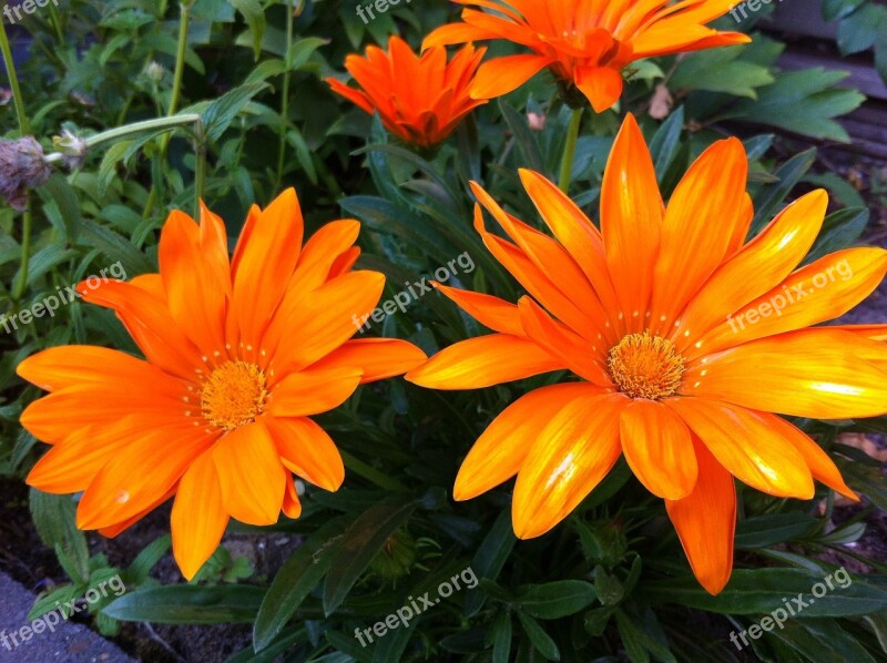 Gazania Splendens Garden Plant Orange Free Photos