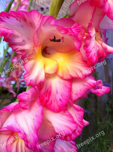 Gladiolus Root Vegetable Garden Plant Cut Flower Free Photos