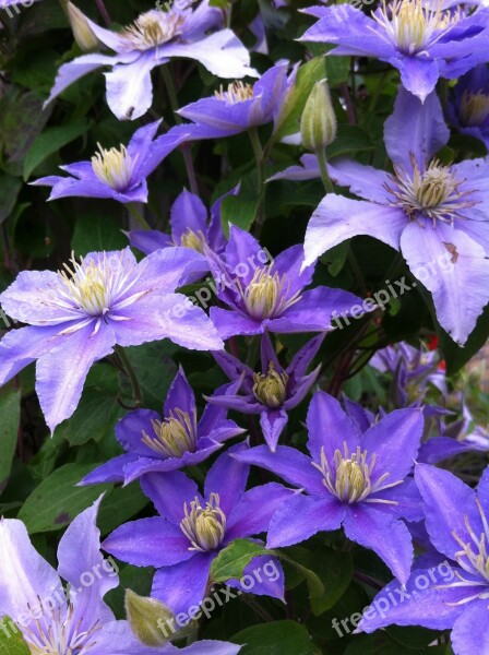 Clematis Garden Creeper Blue Flower Free Photos