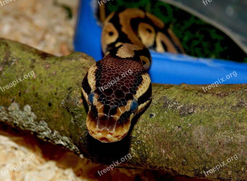 Snake Python Mojave Terarium Close Up