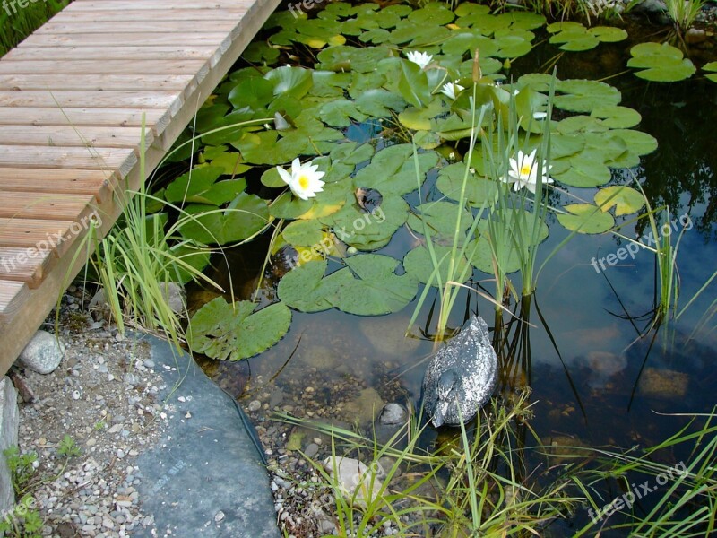 Pools Water Lilies Boardwalk Free Photos