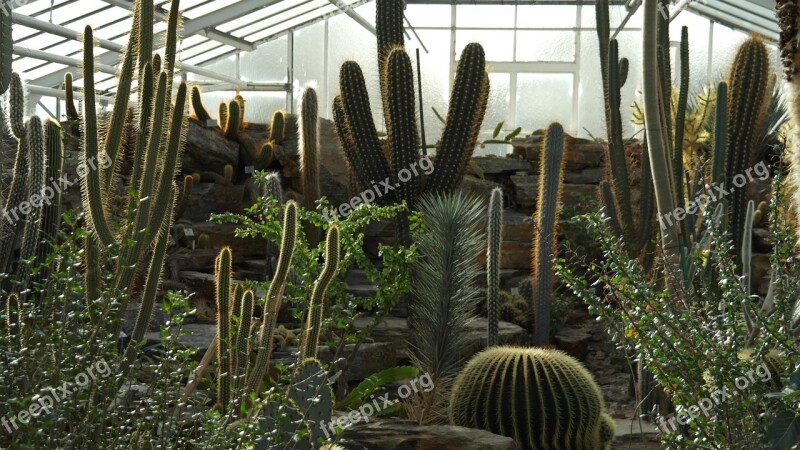 Cactus Globose Prickly Plant Cactaceae