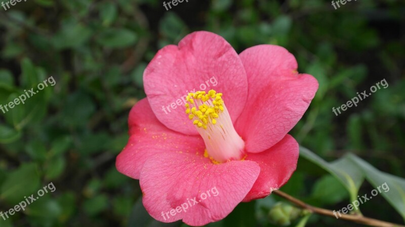 Camellia Camellia Japonica Tea Tree Plant Shrub Flower Flora