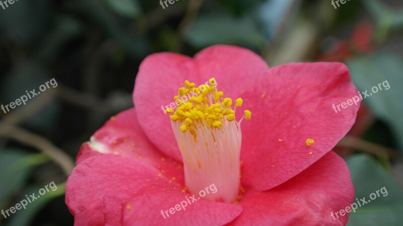 Camellia Camellia Japonica Tea Tree Plant Shrub Flower Flora