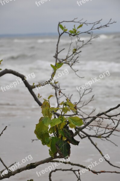 Plant Branch Foliage Sea The Coast