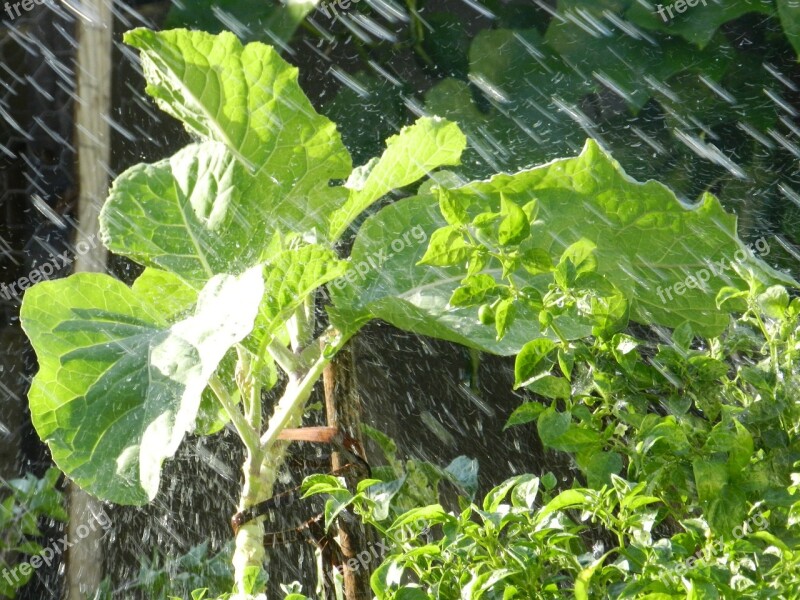 Kale Rain Verdura Free Photos