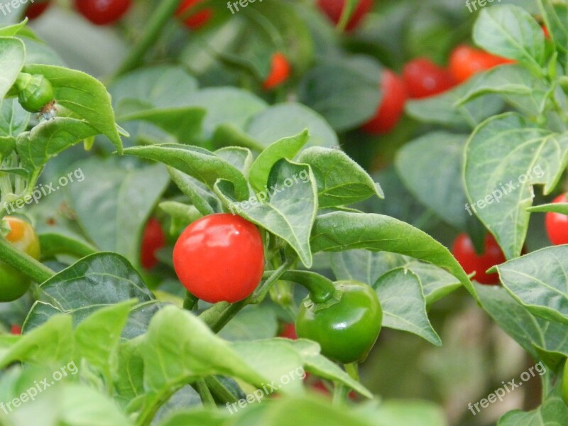 Pepper Plant Green Free Photos