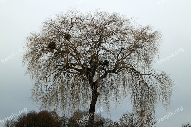 Tree Crown Branches Aesthetic Growth Habit