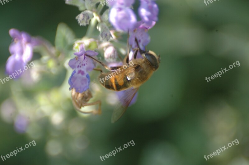 Bee Insect Honey Blossom Bloom