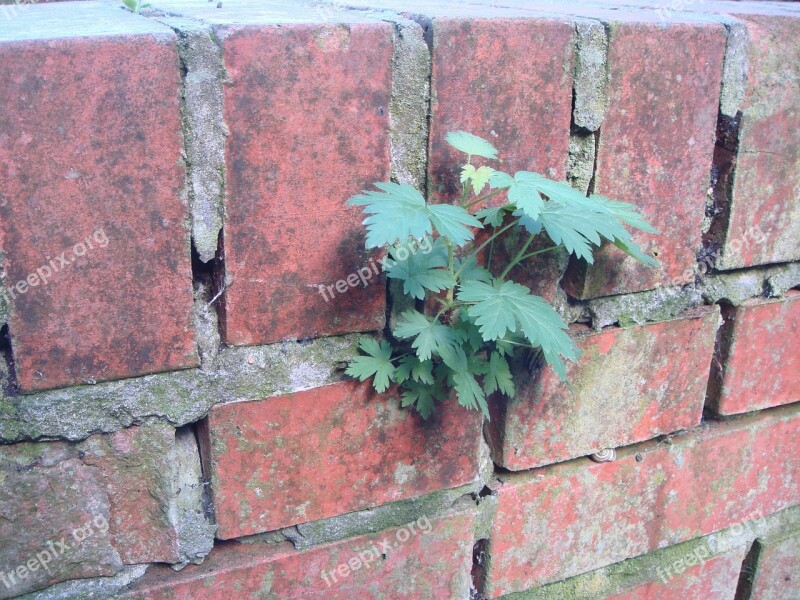 Force Nature Growth Wall Flora