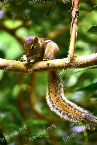 Squirrel Animal Wildlife Nature Sri Lanka