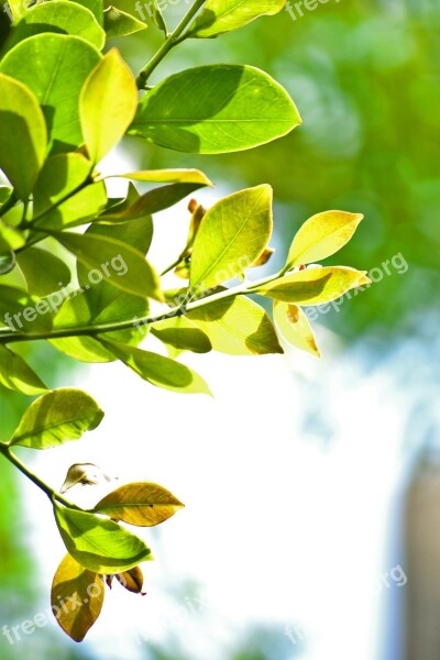 Leaves Green Leaves Nature Tree Mawanella