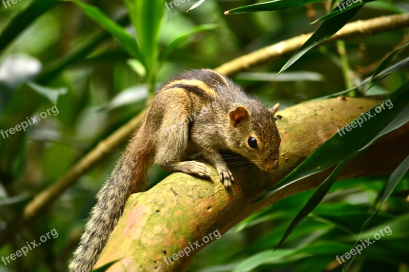 Squirrel Animal Wildlife Nature Sri Lanka