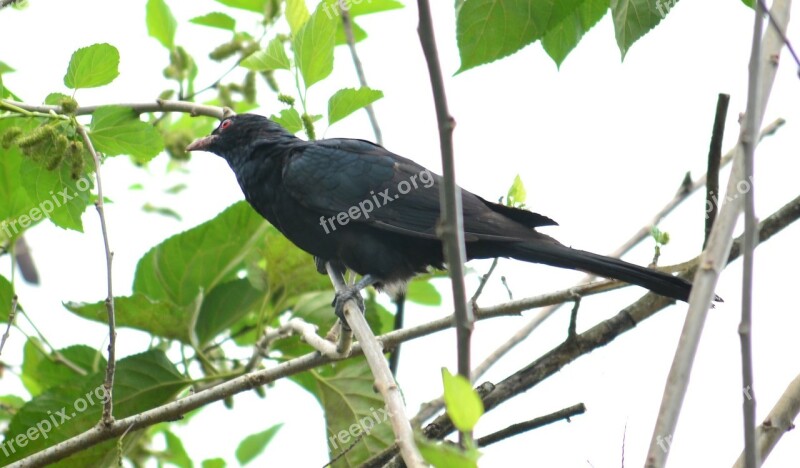 Koel Male Koel Bird Wild Life Nature