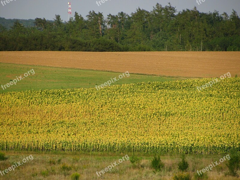 Sunflower Sunflower Field Field Sunflowers Plants