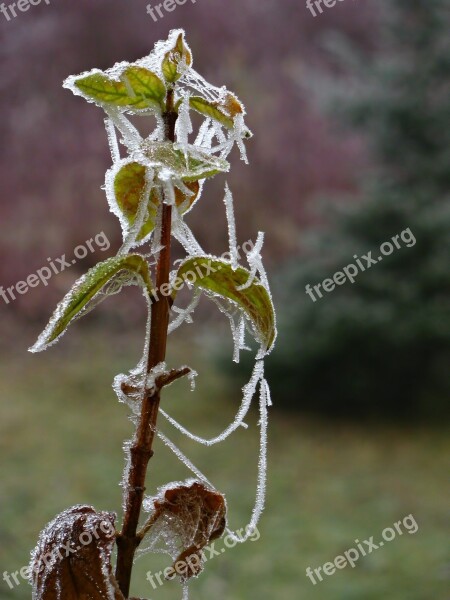 Plant Winter Frosted Cold Ice