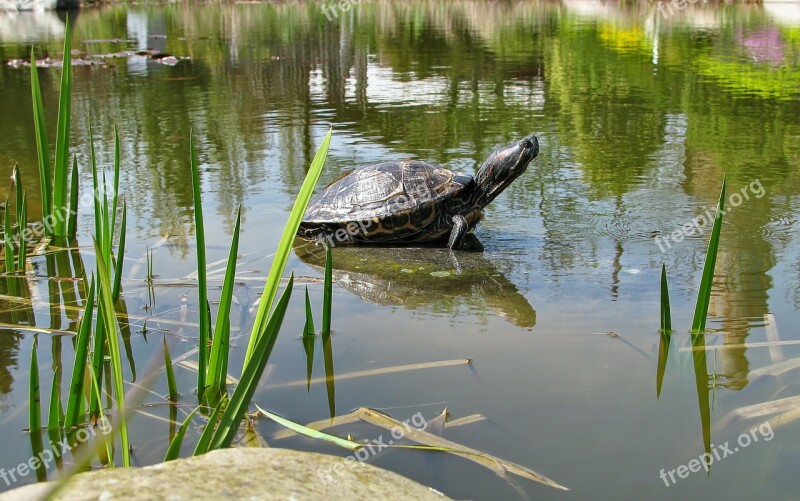 Turtle Animal Water Animal Amphibian Pond