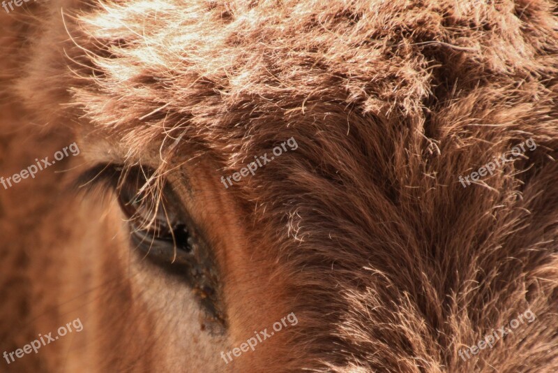 Donkey Animal Head Eyes Eye