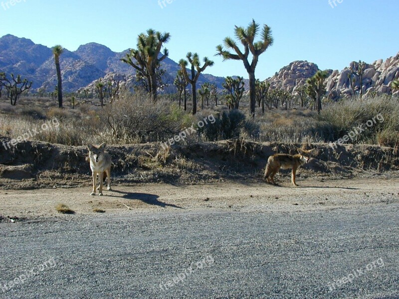 Coyotes Prairie Wolf Steppenwolf Wild Dogs Joshua Trees